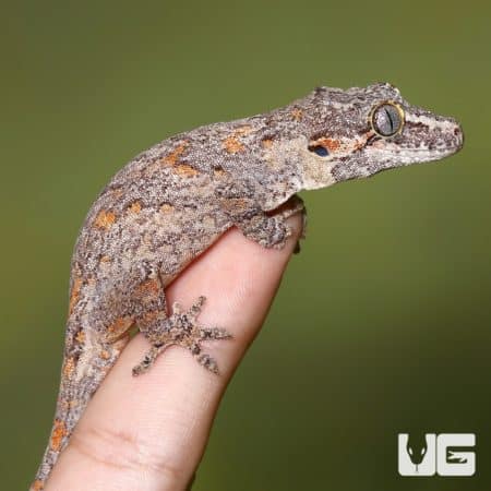 Close-up of a sub adult male orange blotched gargoyle gecko on a finger.