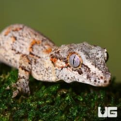 Sub Adult Male Orange Blotched Gargoyle Geckos For Sale - Underground Reptiles