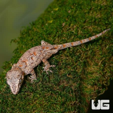 Sub Adult Male Orange Blotched Gargoyle Gecko on mossy surface.