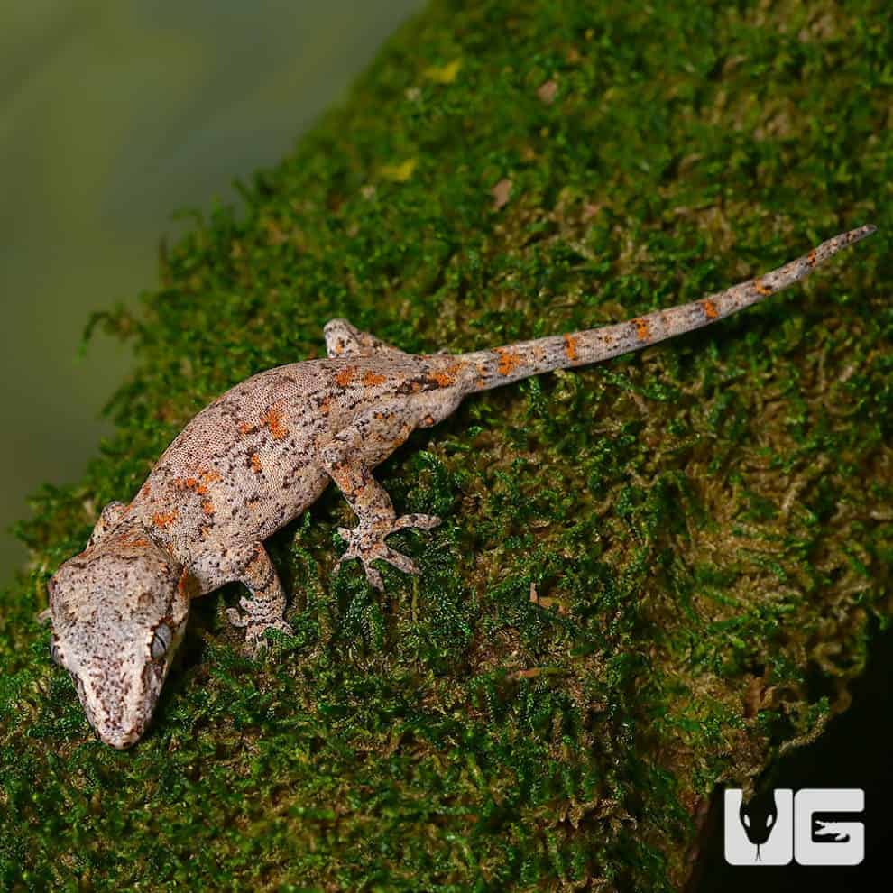 Sub Adult Male Orange Blotched Gargoyle Geckos (Rhacodactylus