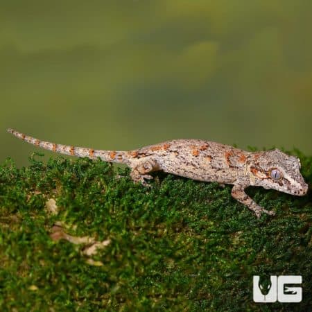 Sub Adult Male Orange Blotched Gargoyle Geckos For Sale - Underground Reptiles