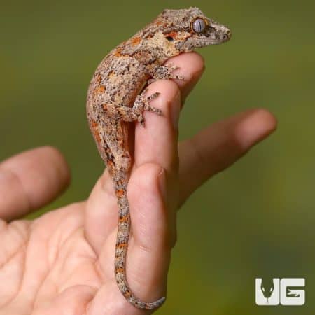Sub Adult Male Orange Blotched Gargoyle Geckos For Sale - Underground Reptiles