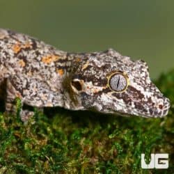Sub Adult Male Orange Blotched Gargoyle Geckos For Sale - Underground Reptiles
