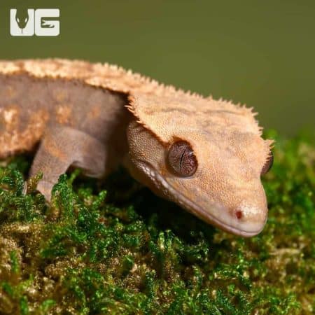 Sub-Adult Premium Crested Geckos (Correlophus ciliatus) For Sale - Underground Reptiles
