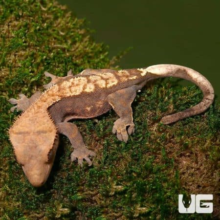 Crested Gecko resting on mossy surface in natural habitat.