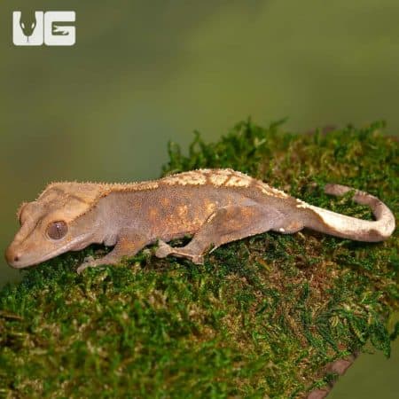 Crested Gecko on mossy surface, showcasing its unique features.