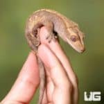 Sub-Adult Premium Crested Geckos (Correlophus ciliatus) For Sale - Underground Reptiles