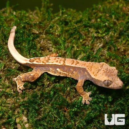 Harlequin Crested Gecko on mossy surface, vibrant coloration.