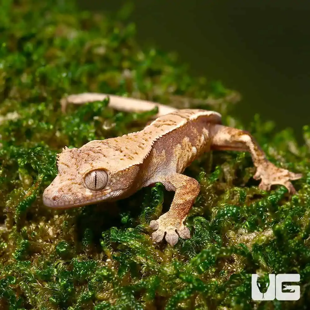 Baby Super Harlequin Red Base With Cream Patterning Crested Geckos (Correlophus ciliatus) For Sale - Underground Reptiles