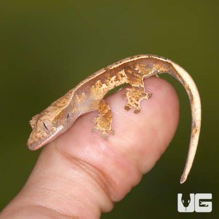 Harlequin Red Base Crested Gecko on finger, showcasing vibrant patterning.