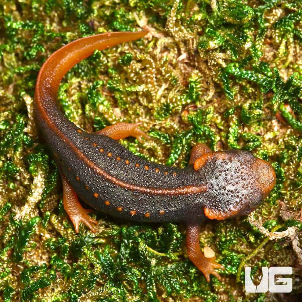 Taunggyi Crocodile Newt for Sale - Underground Reptiles