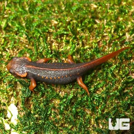 Taunggyi Crocodile Newts for Sale - Underground Reptiles