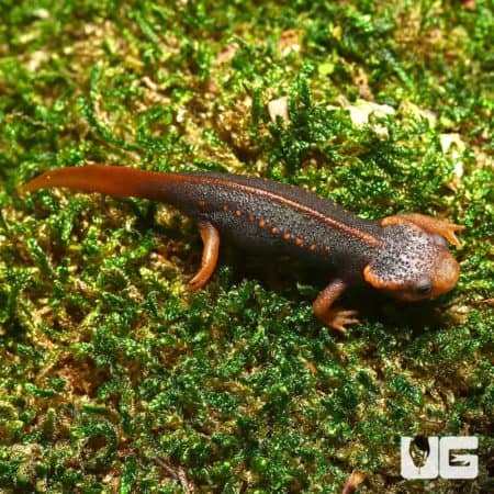 Crocodile Newt from Taunggyi, Myanmar, showcasing unique black and orange coloration.