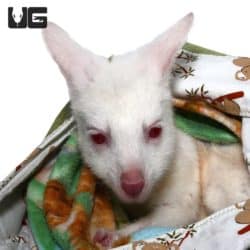 Bennett's Wallaby For Sale - Underground Reptiles