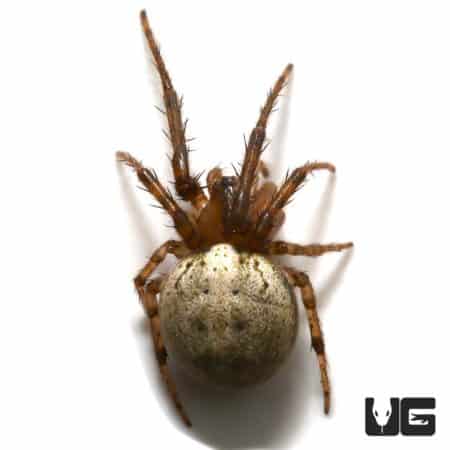 White Orb Weaver (Metazygia sp.) For Sale - Underground Reptiles