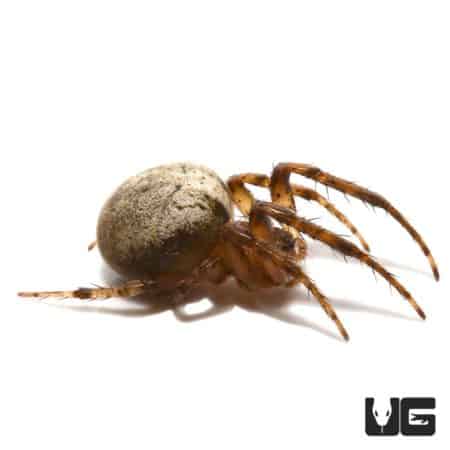 Orb Weaver spider with a round, textured abdomen on a white background.