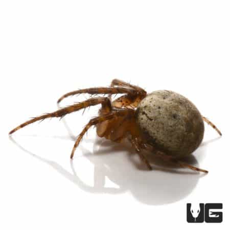 White Orb Weaver (Metazygia sp.) For Sale - Underground Reptiles