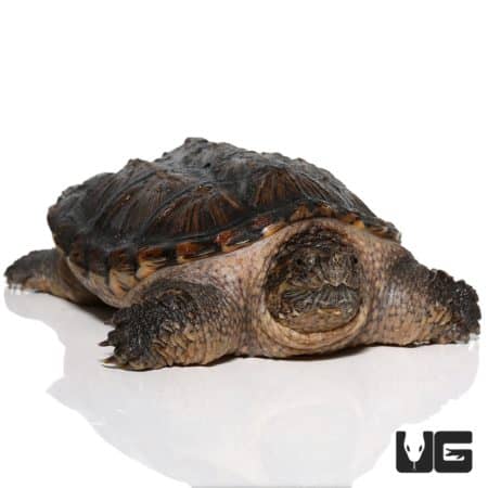 Common Snapping Turtles (Chelydra serpentina) For Sale - Underground ...