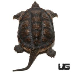 Common Snapping Turtles For Sale - Underground Reptiles