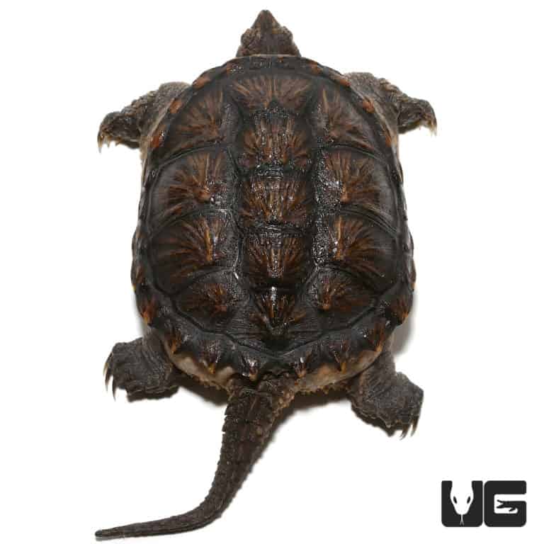 Common Snapping Turtles (Chelydra serpentina) For Sale - Underground ...