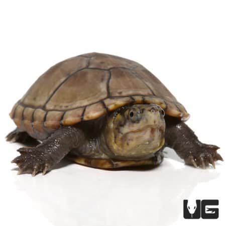 Yearling Eastern Mud Turtles (Kinosternon subrubrum subrubrum) For Sale - Underground Reptiles