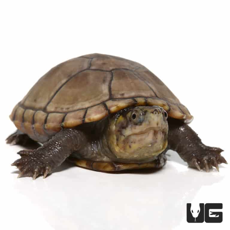 Yearling Eastern Mud Turtles For Sale - Underground Reptiles