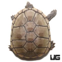 Yearling Eastern Mud Turtles (Kinosternon subrubrum subrubrum) For Sale - Underground Reptiles