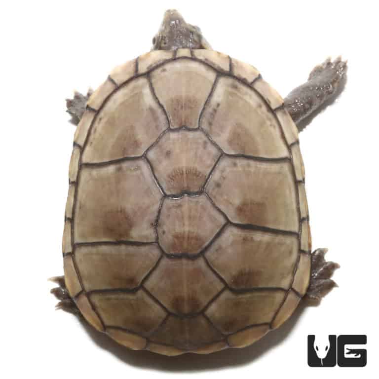 Yearling Eastern Mud Turtles For Sale - Underground Reptiles