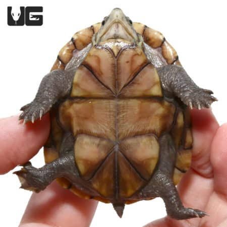 Yearling Eastern Mud Turtles (Kinosternon subrubrum subrubrum) For Sale - Underground Reptiles