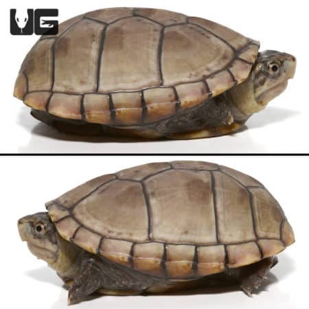 Yearling Eastern Mud Turtles (Kinosternon subrubrum subrubrum) For Sale - Underground Reptiles