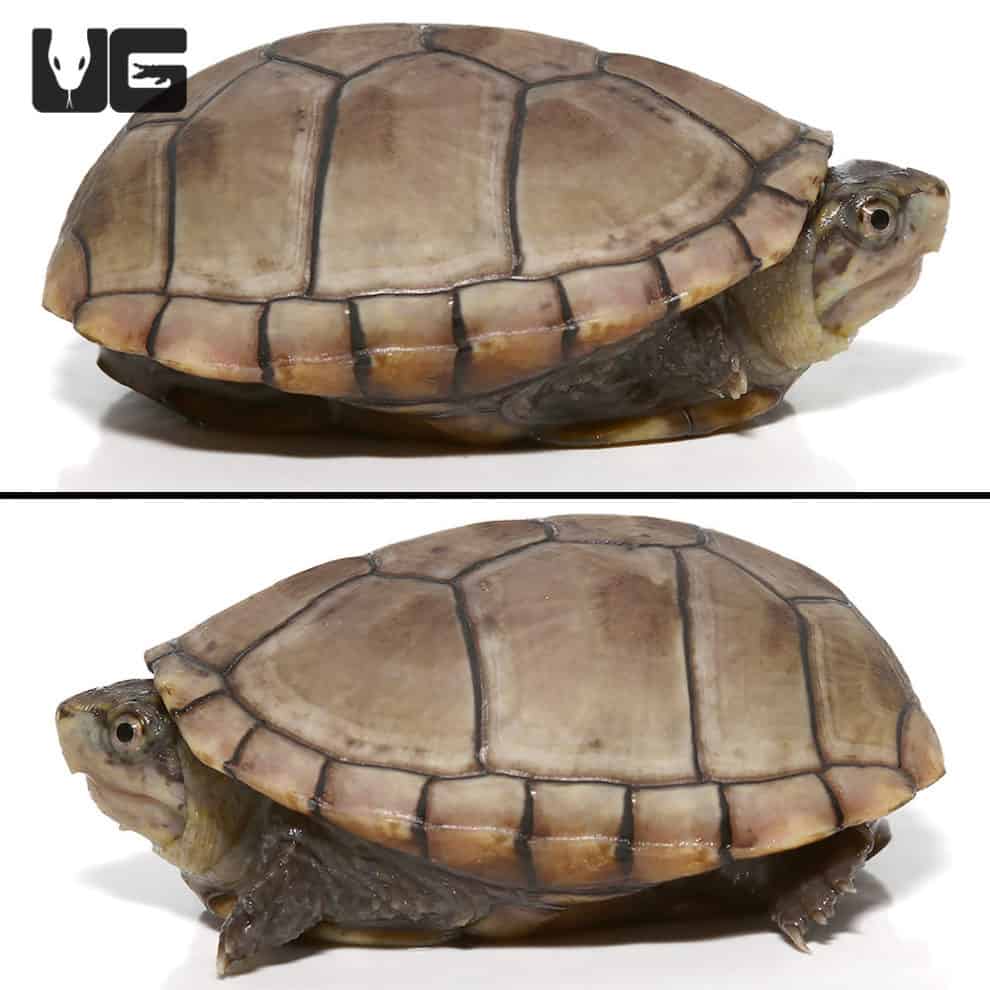 Yearling Eastern Mud Turtles For Sale - Underground Reptiles