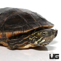 Yearling Southern Painted Turtles For Sale - Underground Reptiles