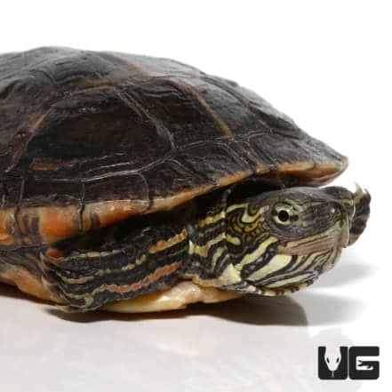 Baby Southern Painted Turtles For Sale - Underground Reptiles