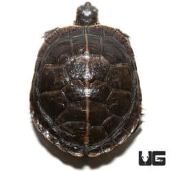 Yearling Southern Painted Turtles For Sale - Underground Reptiles