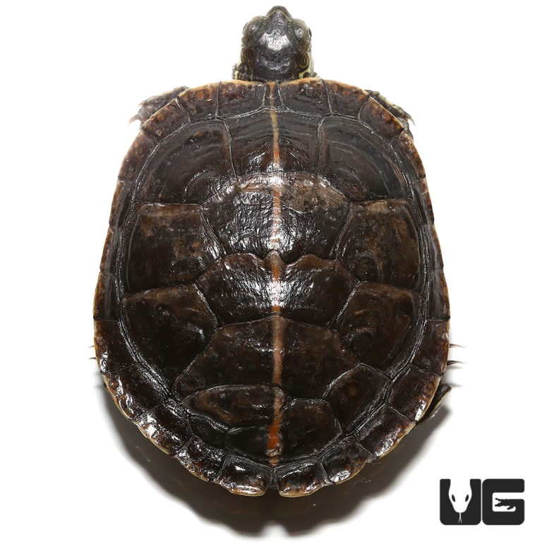 Baby Southern Painted Turtles For Sale - Underground Reptiles