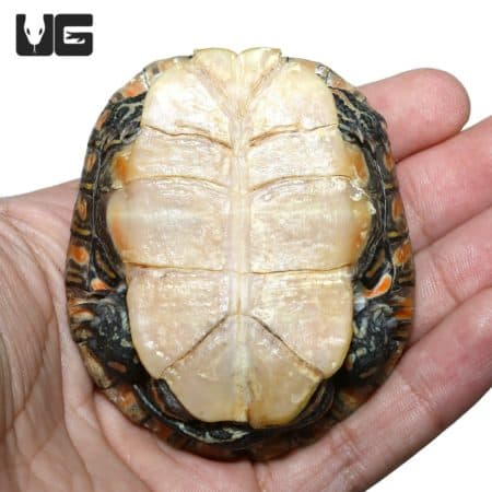Yearling Southern Painted Turtles For Sale - Underground Reptiles