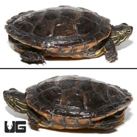 Healthy yearling Southern Painted Turtle with vibrant markings.