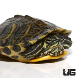 Yellowbelly Slider Turtles For Sale - Underground Reptiles