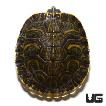 Yellowbelly Slider Turtles For Sale - Underground Reptiles