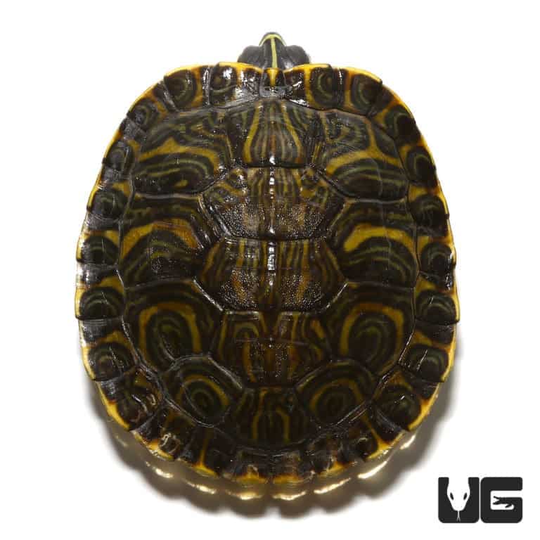 Baby Yellowbelly Slider Turtle For Sale - Underground Reptiles