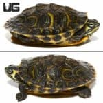 Yellowbelly Slider Turtles For Sale - Underground Reptiles