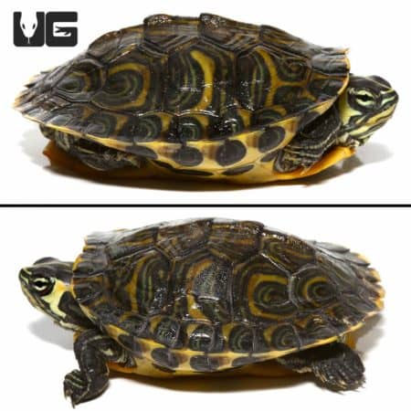 Yellowbelly Slider Turtles For Sale - Underground Reptiles