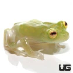 Yuruani Glass Frog For Sale - Underground Reptiles