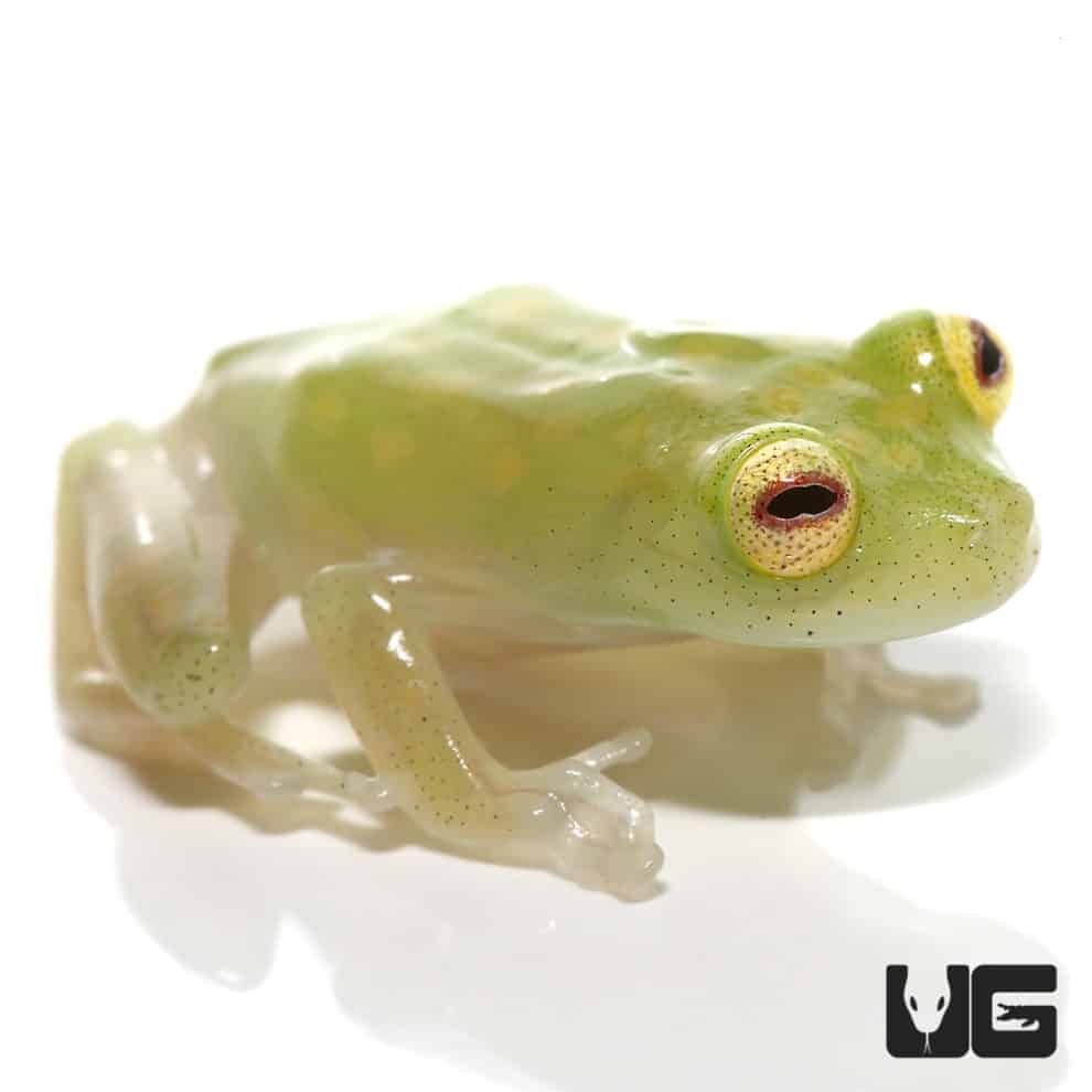Hourglass Tree Frogs For Sale Underground Reptiles