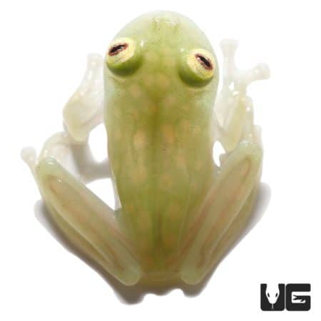 Yuruani Glass Frog, exotic amphibian from Central America.