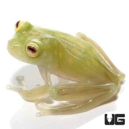 Yuruani Glass Frog, vibrant green amphibian with translucent skin.
