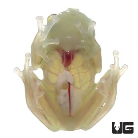 Close-up of a Yuruani Glass Frog showcasing its translucent skin and vibrant internal features.