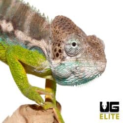 Verrucosus Chameleon