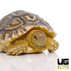 Baby Leopard Tortoise