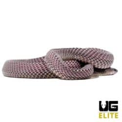 Baby African File Snake (Mehelya crossi) For Sale - Underground Reptiles
